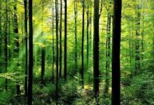 Photo of Protect Forest to Protect Pakistan