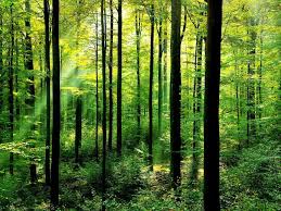 Photo of Protect Forest to Protect Pakistan