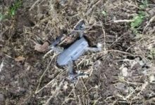Photo of Pakistan Army shoots down Indian spying quadcopter: DG ISPR