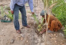 Photo of China’s Yunnan joins hands for a greener Pakistan