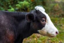 Photo of FCEPL and EEF agrees to uplift the dairy farmer community of Pakistan