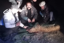 Photo of IWMB launches probe into death of rare leopard