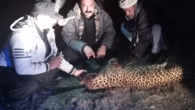 Photo of IWMB launches probe into death of rare leopard