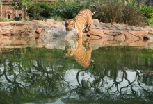 Photo of India’s Tiger Population Crossed 3,000