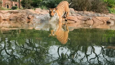 Photo of India’s Tiger Population Crossed 3,000