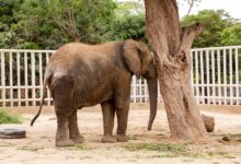 Photo of FOUR PAWS International Reveals Plans for Madhubala’s Urgent Relocation