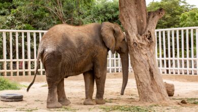 Photo of FOUR PAWS International Reveals Plans for Madhubala’s Urgent Relocation