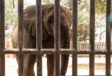 Photo of Madhubala Haunted by Noor Jehan’s Death While Awaiting FOUR PAWS in Karachi Zoo