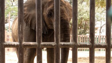 Photo of Madhubala Haunted by Noor Jehan’s Death While Awaiting FOUR PAWS in Karachi Zoo