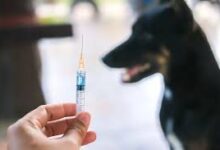 Photo of Here’s Everything You Need to Know About Rabies Prevention and Vaccination in Pakistan