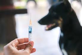 Photo of Here’s Everything You Need to Know About Rabies Prevention and Vaccination in Pakistan