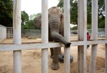 Photo of Is Karachi Going to Kill Pakistan’s Last African Elephant in Confinement?