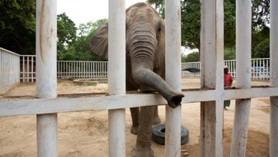 Photo of Is Karachi Going to Kill Pakistan’s Last African Elephant in Confinement?