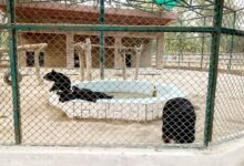 Photo of DG Khan Zoo Fails to Solve Fatal ‘Bitter Water’ Problem