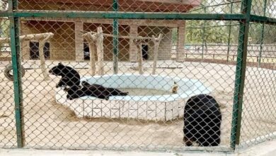 Photo of DG Khan Zoo Fails to Solve Fatal ‘Bitter Water’ Problem