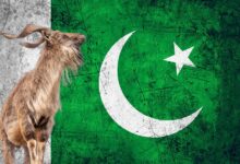 Photo of The Pakistani Authorities are Worse Than Before: Dr. Amir Khalil