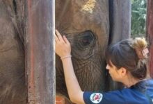 Photo of Alternate Careers in Animal Welfare for Animal Lovers