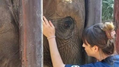 Photo of Alternate Careers in Animal Welfare for Animal Lovers