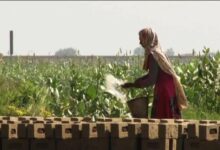 Photo of Uncovering the Lives of Female Workers in Pakistan’s Brick Kilns: A Study of Hidden Truths