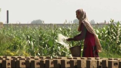 Photo of Uncovering the Lives of Female Workers in Pakistan’s Brick Kilns: A Study of Hidden Truths