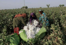 Photo of How Female Farmer Become Role Model in Cotton Industry of Pakistan
