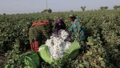 Photo of How Female Farmer Become Role Model in Cotton Industry of Pakistan