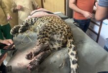 Photo of Injured Female Leopard (Malka) Passes Away, Save Wildlife