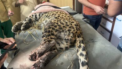 Photo of Injured Female Leopard (Malka) Passes Away, Save Wildlife