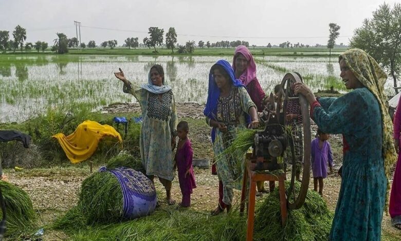 Sindh Govt Launches Special Desk for Women Farmers under Benazir Hari Card