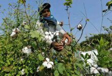 Photo of Sindh’s Women Cotton Workers Demand Safety and Fair Wages