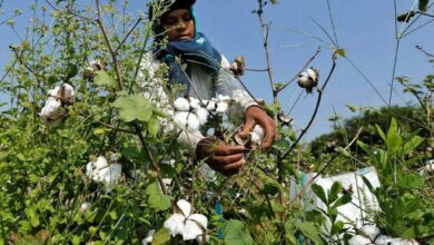 Photo of Sindh’s Women Cotton Workers Demand Safety and Fair Wages