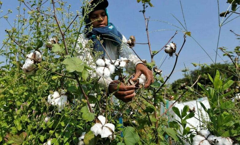 Sindh’s Women Cotton Workers Demand Safety and Fair Wages