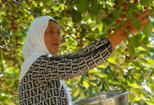 Photo of FAO Report Highlights Gender Gaps in Tajikistan’s Agriculture