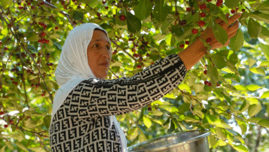 Photo of FAO Report Highlights Gender Gaps in Tajikistan’s Agriculture