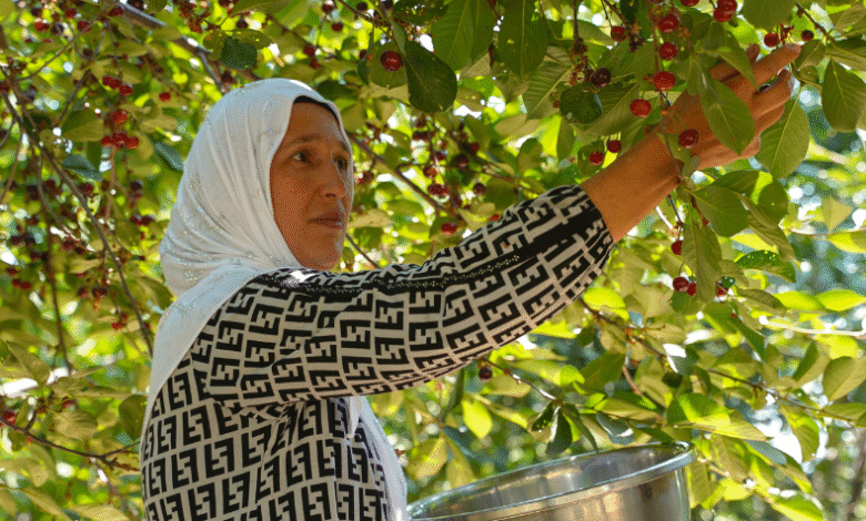 FAO Report Highlights Gender Gaps in Tajikistan’s Agriculture