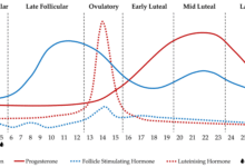 Photo of Women’s Cognitive Performance Peaks During Ovulation, But Exercise Has Greater Impact