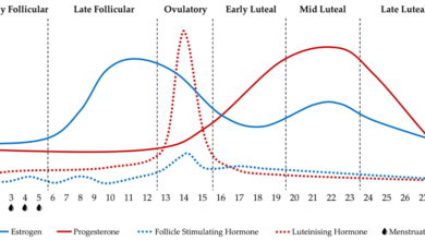 Photo of Women’s Cognitive Performance Peaks During Ovulation, But Exercise Has Greater Impact