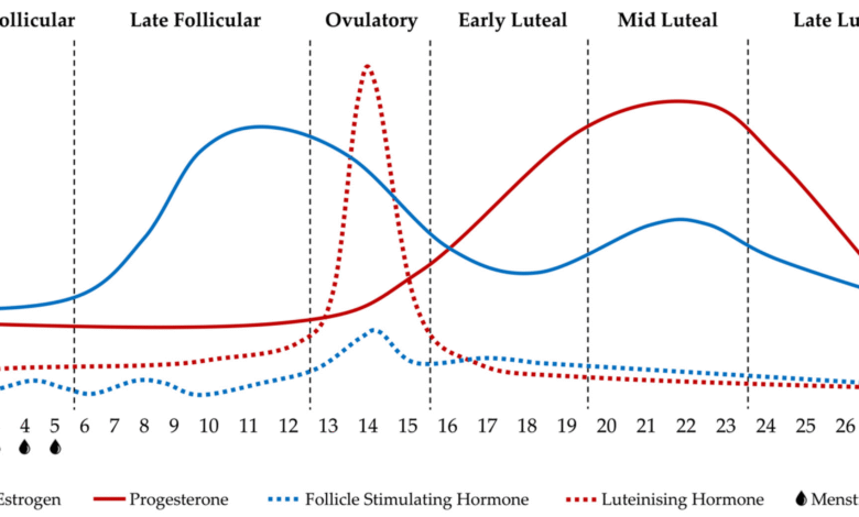 Women’s Cognitive Performance Peaks During Ovulation, But Exercise Has Greater Impact