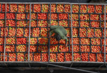 Photo of Sindh Woman-Led Startup Turns Tomatoes into Affordable Powder