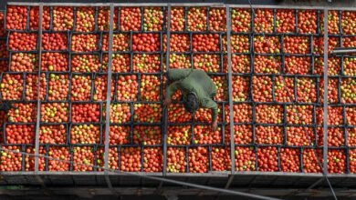 Photo of Sindh Woman-Led Startup Turns Tomatoes into Affordable Powder