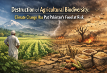 Photo of Destruction of Agricultural Biodiversity: Climate Change Has Put Pakistan’s Food at Risk