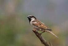 Photo of Why Has the Sparrow Gone Away