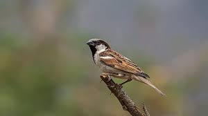 Photo of Why Has the Sparrow Gone Away